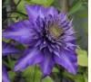 Клематис Мульти Блю (Multi Blue)